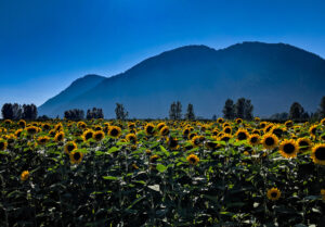 Field of Sunflowers at the Chilliwack Sunflower Festival, Chilliwack British Columbia, Canada